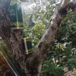 olio extravergine di oliva